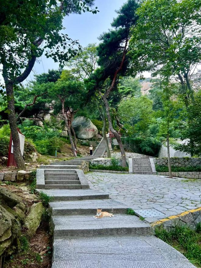 带父母去青岛5天4晚多少钱怎么报团j9九游会入口青岛5天4晚旅游攻略(图2)